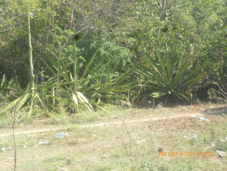 las mata de donde se saca el fique para hacer principalmente las mochilas 