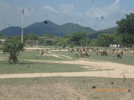 esta es una de las costumbres mas destacadas de este pueblo como el pastoreo de cabras 