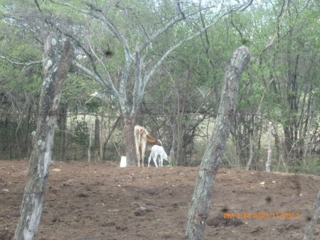 aca podemos observar un corral de reces o ganado